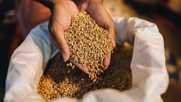 TİGEM tonlarca buğday, arpa ve narenciye satacak
