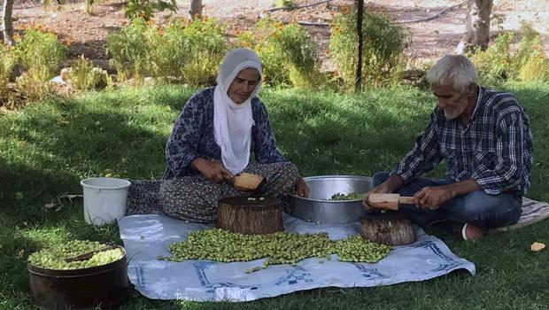 10`dan fazla çeşidi var! Kilosu 400 TL: |||Her yerden talep var, çok mutluyuz|||
