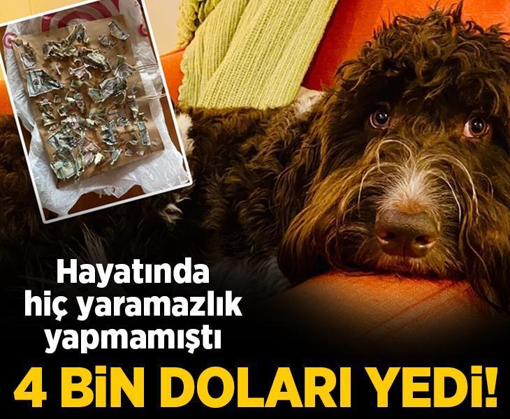 Hayatında hiç yaramazlık yapmamıştı... Ta ki 4 bin doları yiyene kadar