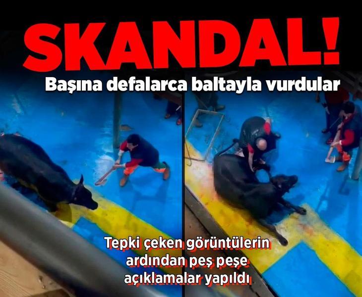 Amasya'da skandal görüntüler! Büyükbaş hayvanın başına baltayla defalarca vurdular
