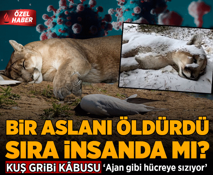 Kuş gribi kâbusu: Dağ aslanını öldürdü, sıra insanda mı? 'Ajan gibi hücreye sızıyor'