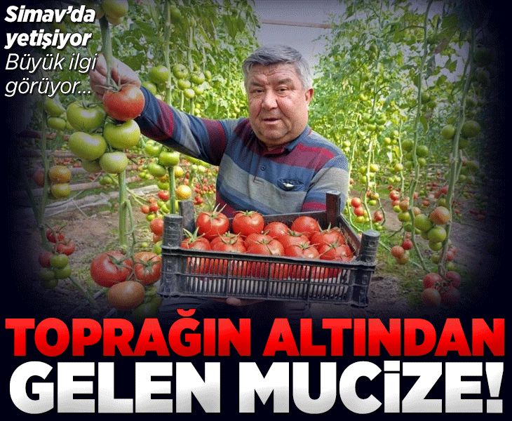 Büyük ilgi görüyor! Eynal domatesi: Simav'da yetişiyor 'coğrafi işaretli'