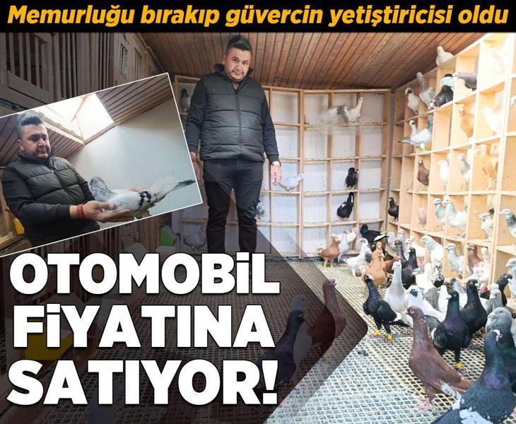 Memurluğu bırakıp güvercin yetiştiricisi oldu, otomobil fiyatına satıyor