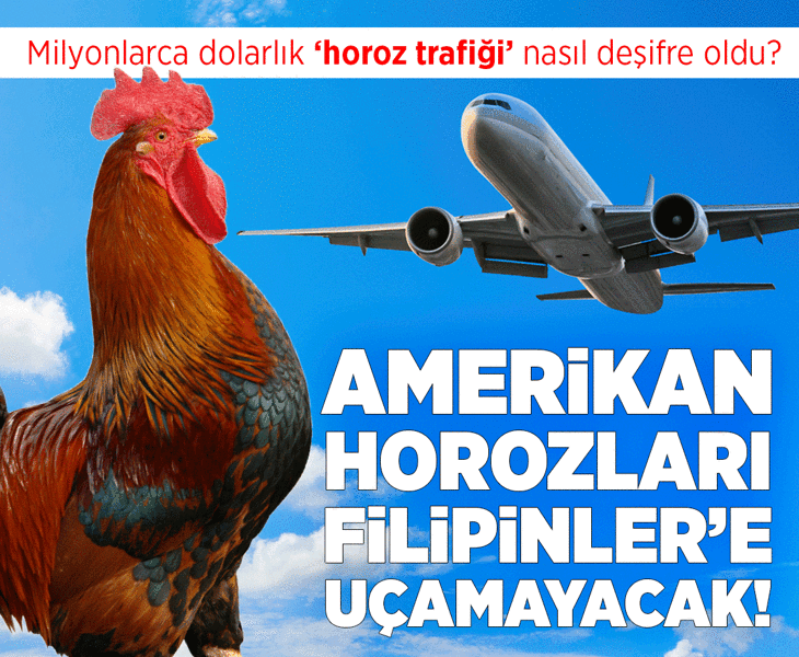 ABD'li horozlar Filipinler'e 'uçamayacak!' Milyonlarca dolarlık 'horoz trafiği' nasıl deşifre oldu?