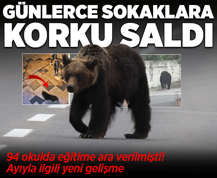 94 okulda eğitime ara verilmişti! 4 gündür sokaklarda dolaşan ayı yakalandı