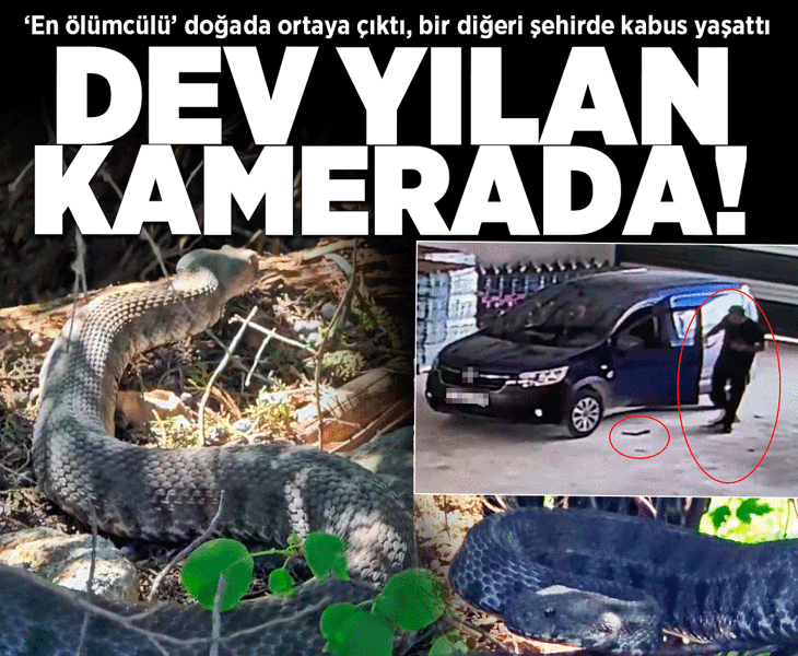 'En ölümcül'ü doğada ortaya çıktı, bir diğeri şehirde kabusu yaşattı! Dev yılan kamerada