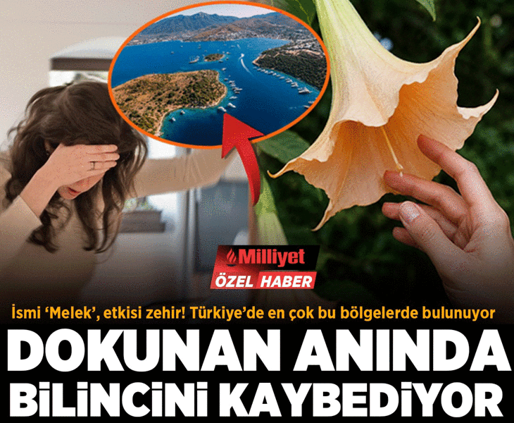 Dokunan bilincini kaybediyor! İsmi 'Melek', etkisi zehir: Türkiye'de bu bölgelerde görülüyor
