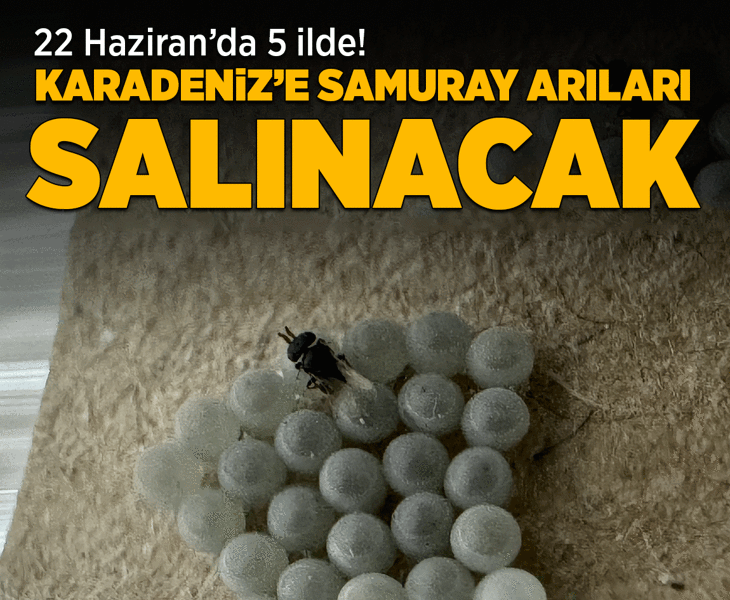 Karadeniz'e samuray arıları bırakılacak! 22 Haziran'da 5 ilde salınacak
