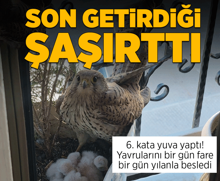 Bir gün fare, bir gün yılan... 6. kata yuva yapan kerkenezin son getirdiği ise herkesi hayrete düşürdü