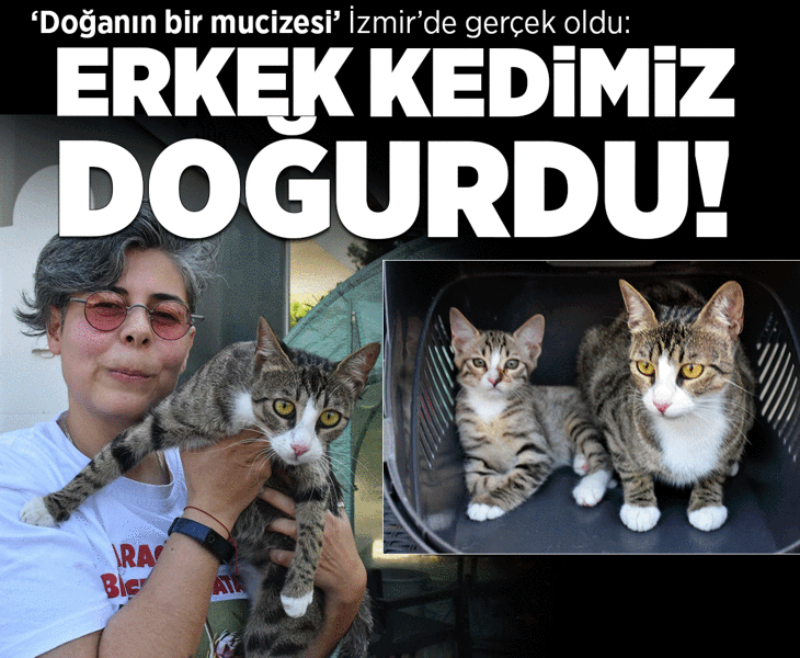 'Doğanın bir mucizesi' İzmir'de gerçek oldu: Erkek kedimiz doğurdu