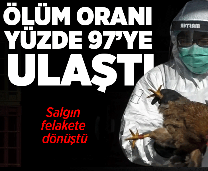 Ölüm oranı yüzde 97’ye ulaştı! Salgın felakete dönüştü