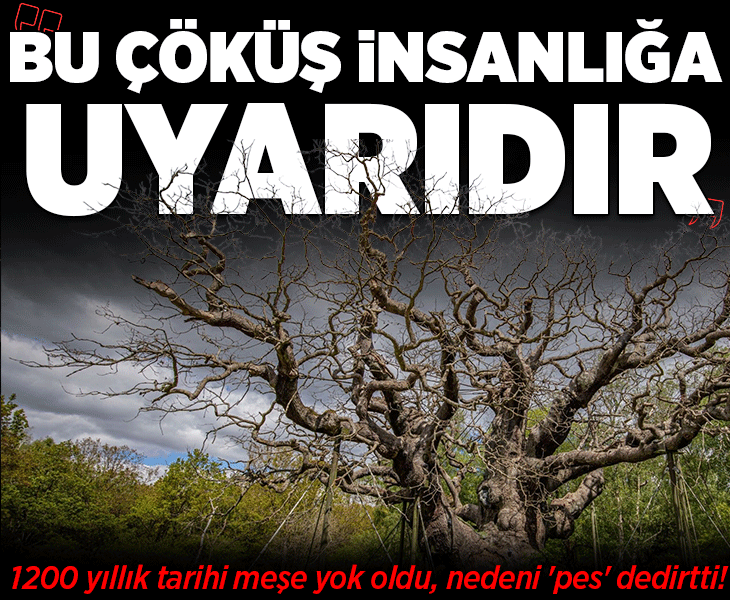 1.200 yıllık meşe yok oldu, nedeni 'pes' dedirtti! 'Bu çöküş insanlığa bir uyarıdır'