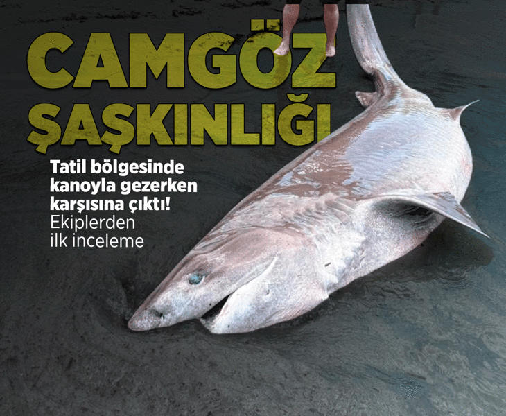 Yer: Kuşadası! 3 metrelik boz camgöz köpekbalığı kıyıya vurdu