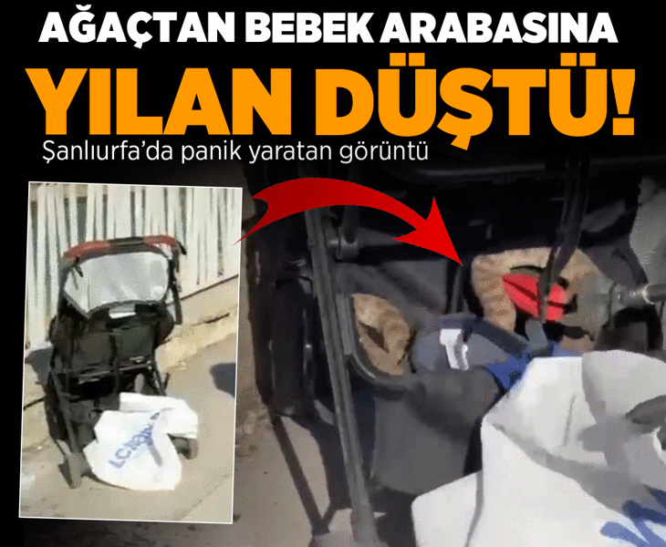 Şanlıurfa'da ağaçtan bebek arabasına düşen yılan panik yarattı