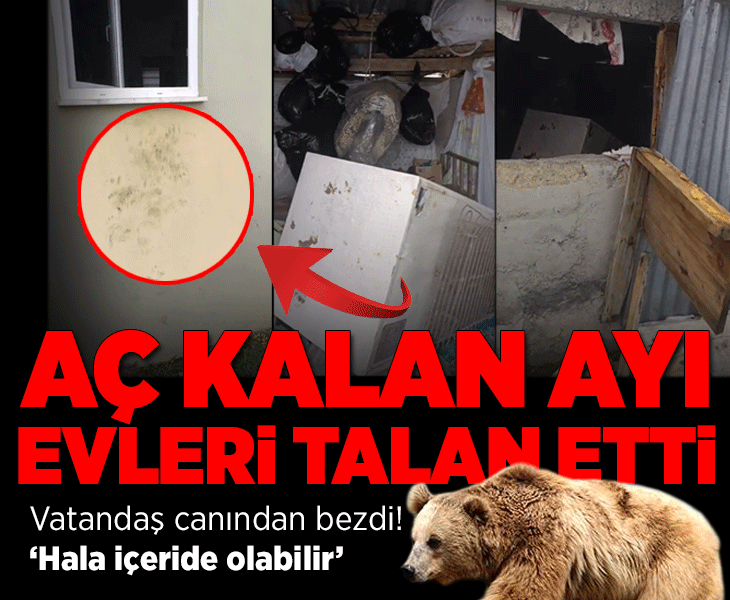 Rize Çamlıhemşin'de ayı paniği: 20 eve girdi, yayla sakinleri canından bezdi