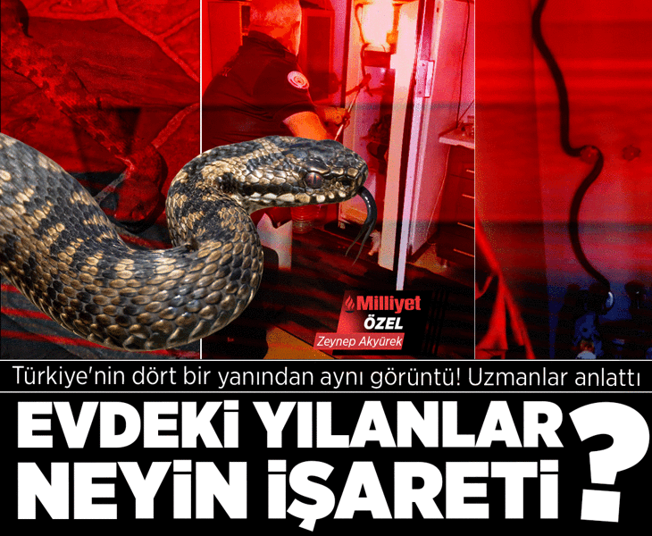 Her yılan zehirli değil her ısırık risk! Tehlike uykudan uyandı: Evdeki yılanlar neyin işareti?
