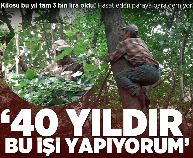 Kilosu bu yıl tam 3 bin lira oldu! Hasat eden paraya para demiyor: 40 yıldır bu işi yapıyorum