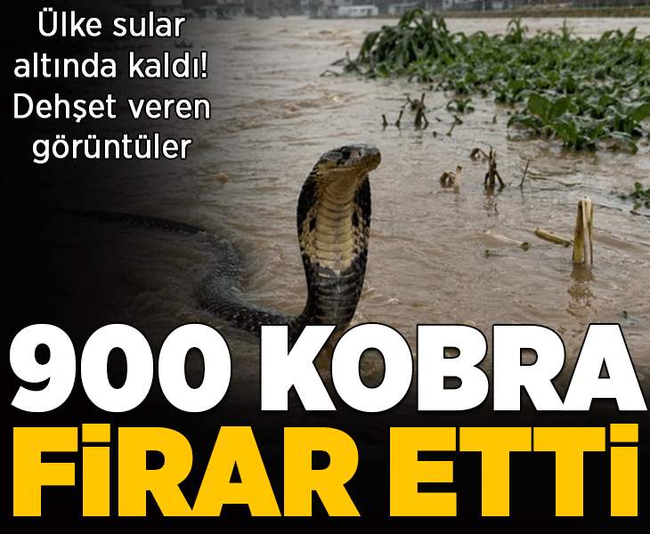 Ülke sular altında kaldı! 900 kobra firar etti: Acil durum ilan edildi
