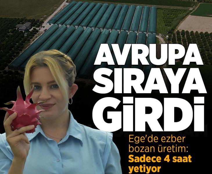 Ege'de bir ilk! Telli terbiye sisteminde tropikal meyve üretimi