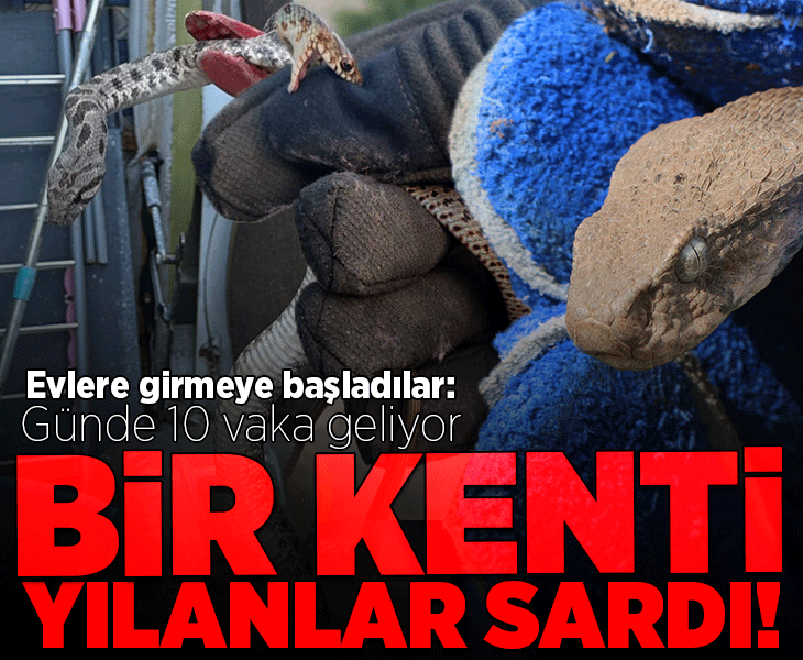 Bir kenti yılanlar sardı! Evlere kadar girmeye başladılar: 'Bir günde 10 vaka geliyor’