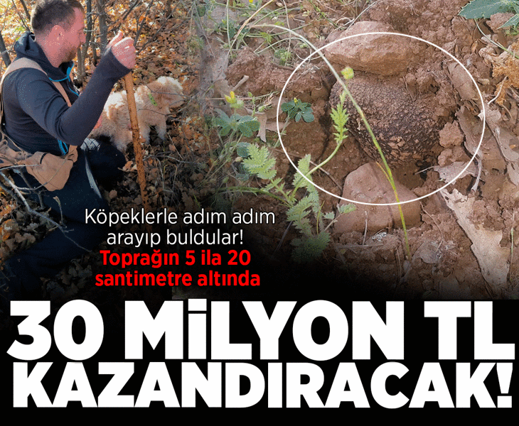 Köpeklerle adım adım arayıp buldular! Toprağın 5 ila 20 santimetre altında: 30 milyon TL kazandıracak