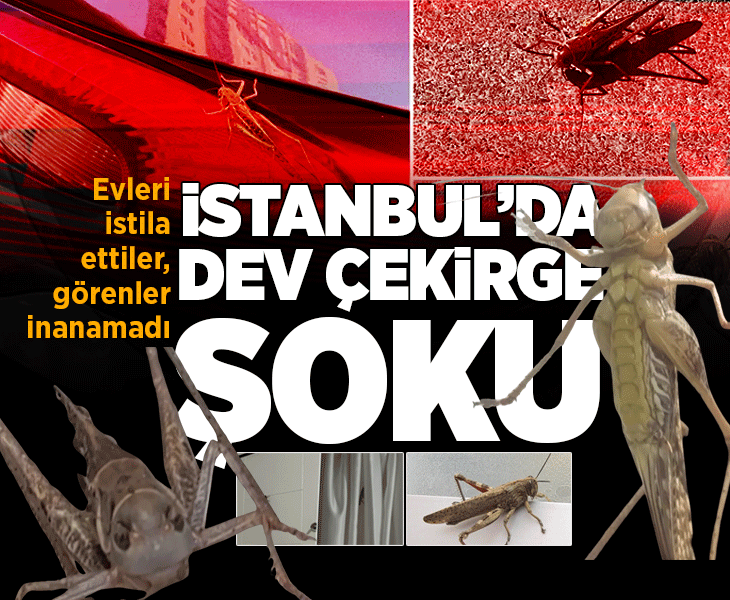 İstanbul'da dev çekirge paniği! Balkonlara ve evlere kadar geldiler