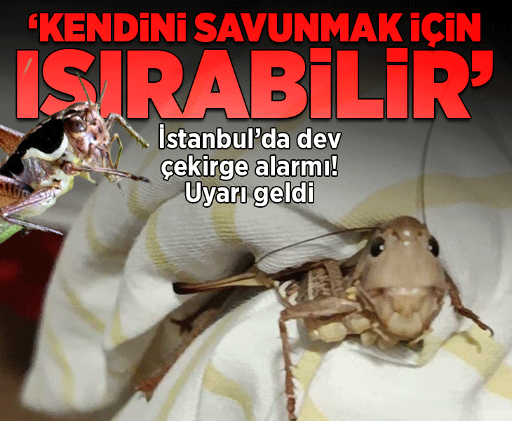 İstanbul'u dev çekirge alarmı! Uzmanı uyardı: Kendini savunmak amacıyla ısırabilir