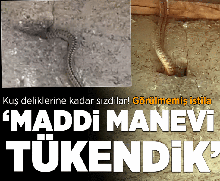 Görülmemiş istila! Çatıdaki kuş deliklerine kadar sızdılar: Hayatımız altüst oldu
