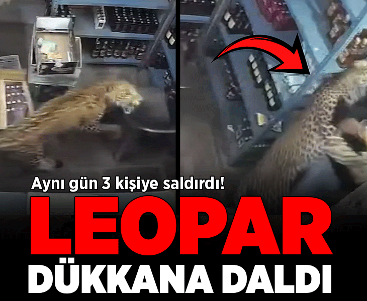 Leopar dükkana girdi, çalışana saldırdı! Dehşet anları kamerada