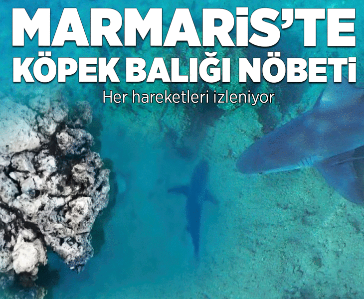 Marmaris'te köpek balığı nöbeti! Her hareketleri izleniyor