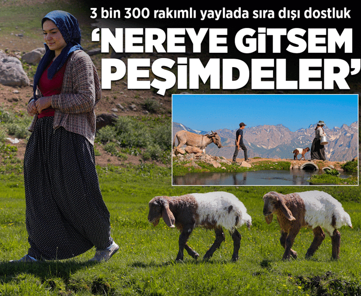 3 bin 300 rakımlı yaylada sıra dışı dostluk: Nereye gitsem benim peşimde