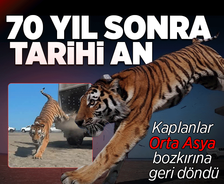 70 yıl sonra tarihi an! Kaplanlar Orta Asya bozkırına geri döndü