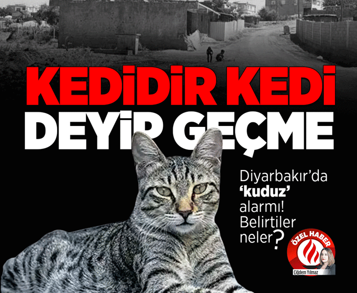 Diyarbakır’da ‘kuduz’ alarmı! Kedi ısırdı entübe edildi