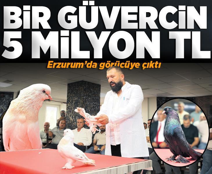 Bir güvercin 5 milyon TL