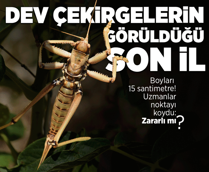 Dev çekirgeler Van’ı sardı! Boyları 20 santimetreye yaklaşabiliyor: Bizi tedirgin ediyor