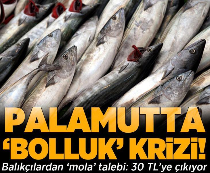 Palamutta bolluk krizi: 30 TL’ye çıkıyor, 125 TL’ye sofraya geliyor!