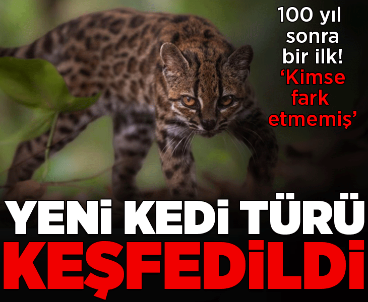 100 sonra bir ilk! Yeni kedi türü keşfedildi: 'Göz önündeydi ama kimse fark etmedi'
