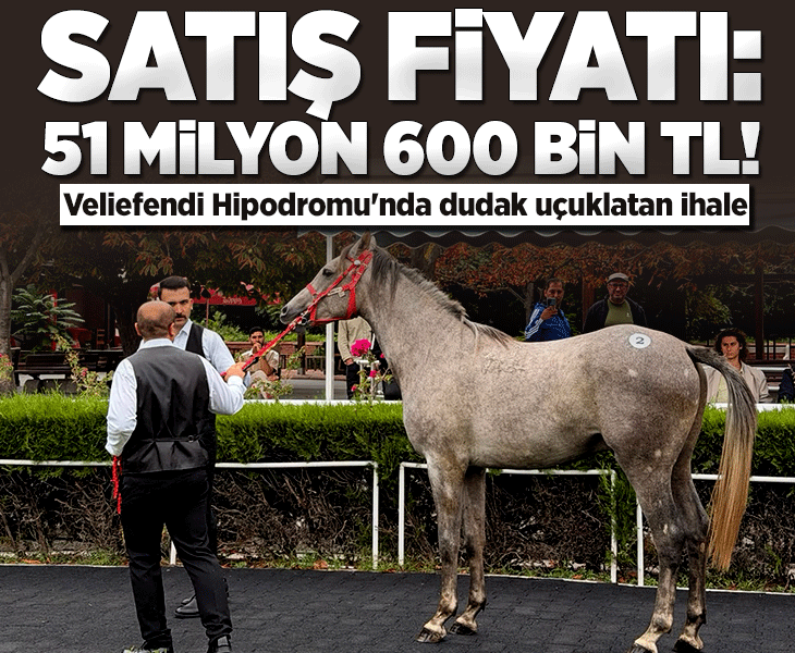 13 safkan Arap elit tay için dudak uçuklatan rakam: 51 milyon 600 bin liraya satıldılar