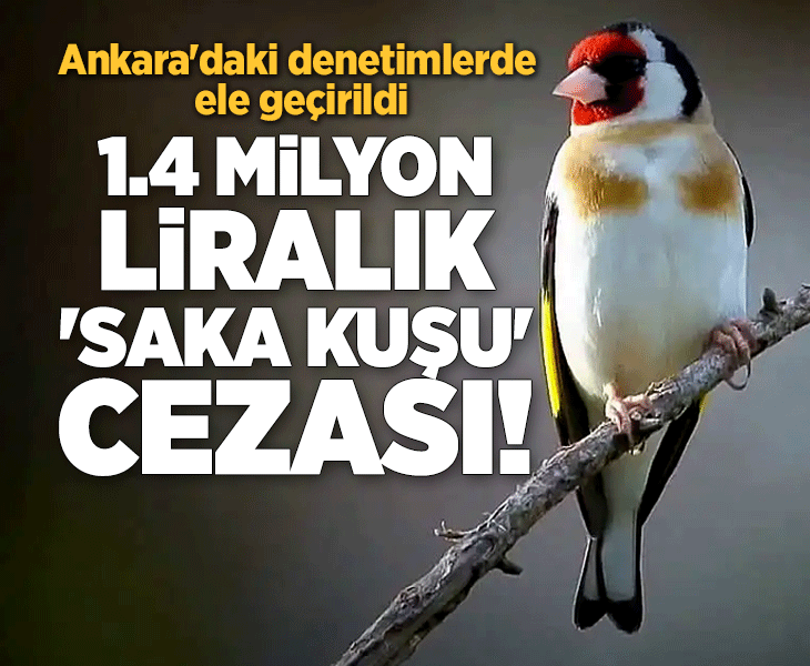 Ankara'da 'saka kuşu' cezası: 1.4 milyon TL!