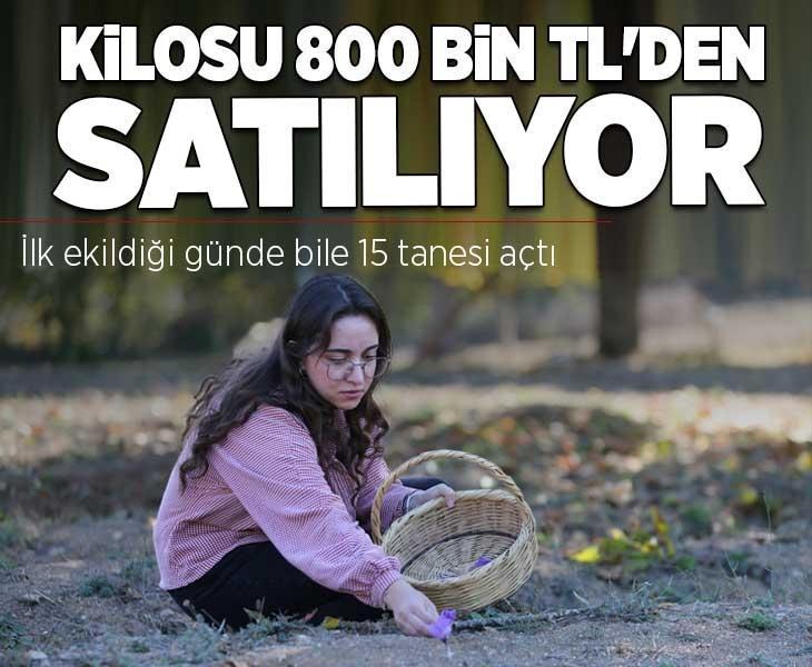 Kilosu 800 bin TL'den satılıyor! İlk ekildiği günde bile 15 tanesi açtı