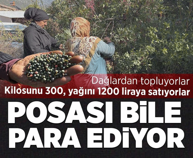 Dağdan topluyorlar, kilosunu 300 yağını 1200 liraya satıyorlar! Posası bile para ediyor
