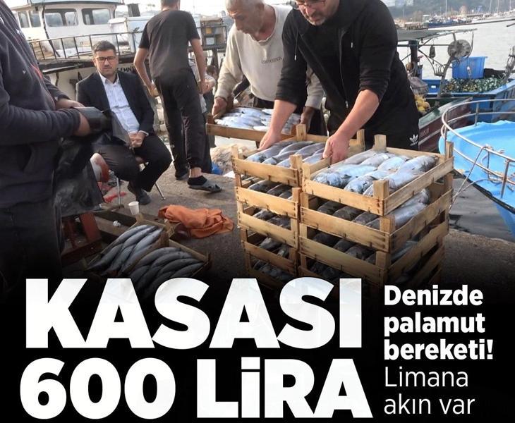Denizde palamut patlaması! Duyan kasa kasa alıyor