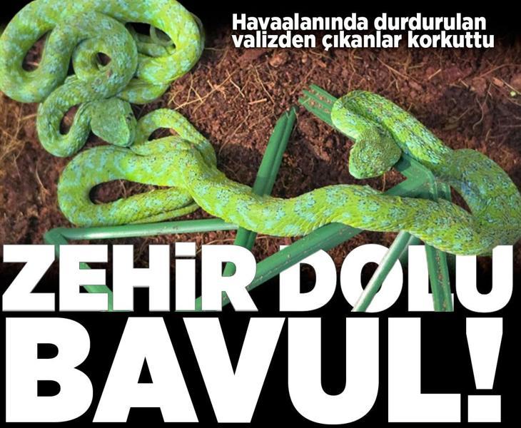 Zehir dolu bavul! Havaalanında durdurulan valizden çıkan hayvanlar korkuttu
