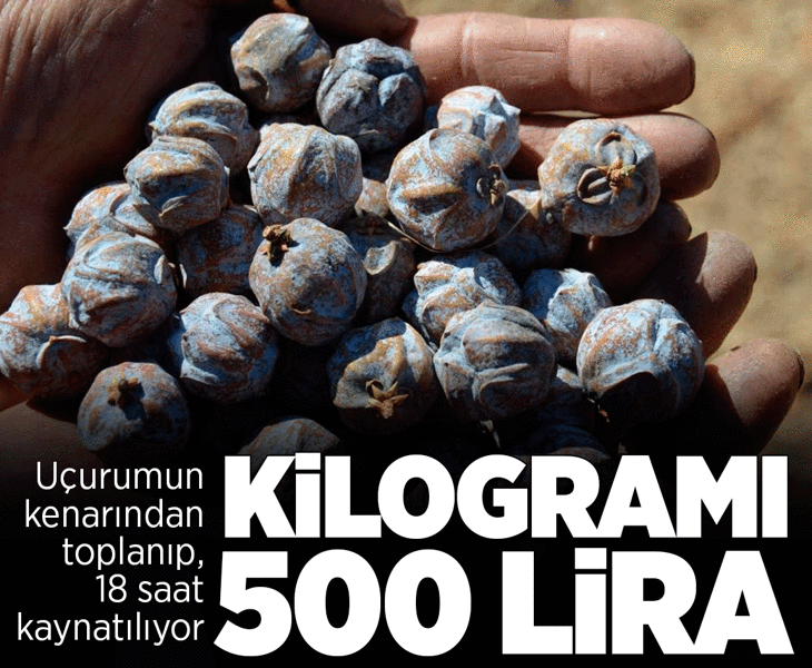 Dağdan toplanıyor, kilosu 500 liradan satılıyor!