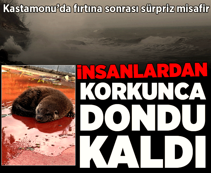Kastamonu'da sürpriz misafir! Fırtına sahile sürükledi, korkudan kaçamadı