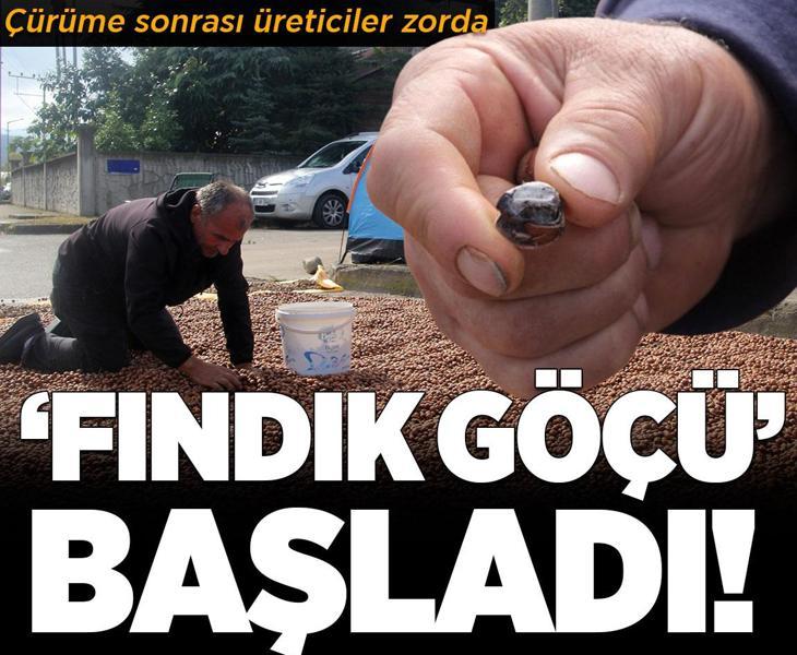 Çürüme sonrası üreticiler zorda! 'Fındık göçü' başladı