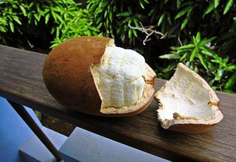 Cupuacu