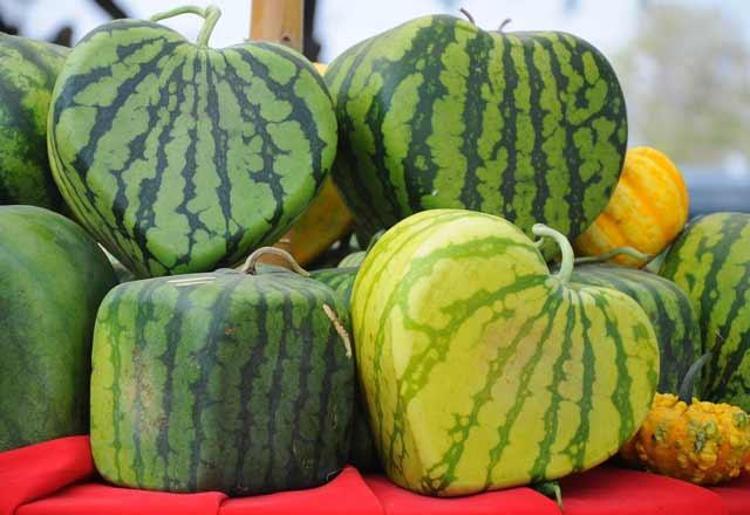 Kare karpuz
