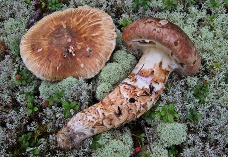 Matsutake mantarı