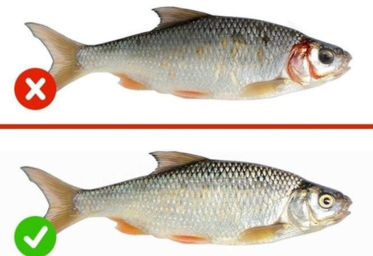Balıklar